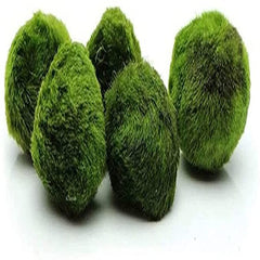 Aquarium Moss Balls, Miniature Live Plant