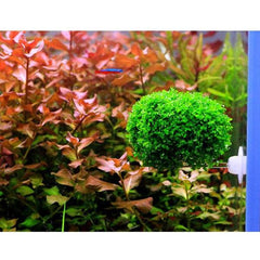 Aquatic Plant Pot Crystal Bowl Holder with Suction Cup for Aquarium Fish Tank Home Decorations