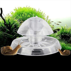 Clear Snail Trap for Planarian Leech