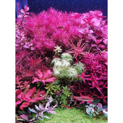 WEEK AQUA P Series Pandora APP control Aquarium Light P600 – P900 – P1200 Pro Adjustable height for big Size Fish Tank LED