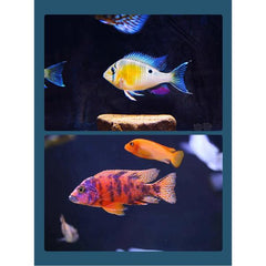 Cichlid Top Fish Food 100g and 260g Rich in Calcium and Vitamins