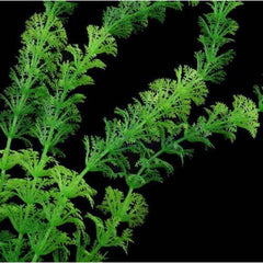 Artificial Underwater Plants Decorations 2 Colors