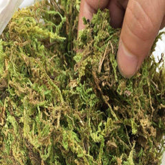 Natural Reptile Terrarium Moss, Substrate Turtle Tank Terrarium Moss - Green, 1000G/500G