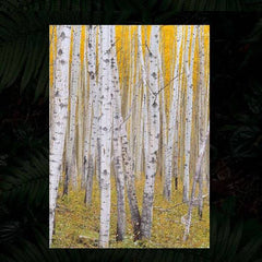 Feeding Clip Reptile Clamp Aquarium Cleaning Tools for Gecko Lizard Hedgehog Hamsters Guinea Pig Rat Cockroach Crickets Locusts Small Animals Supplies