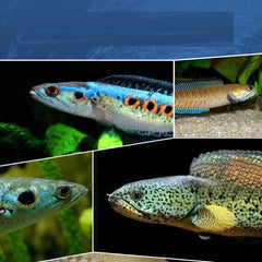 Brontosaurus Aquatic Fish Food 85g