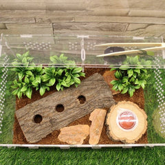Live Adult Beetle Breeding Box Pet Box Acrylic Spider Gecko Stag Landscaping Crawling B&K