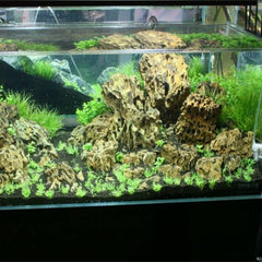 Natural Raw Dragon Rock Fish Landscape Rockery Aquarium Ornamental Plants Landscape Water Grass