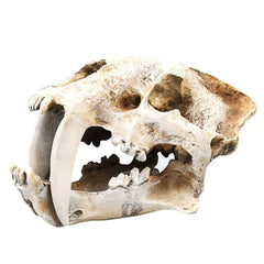 Tiger Skull Decoration Imitation Bone Skeleton