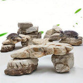 Turtle Stone 1kg