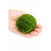 Aquarium Moss Balls, Miniature Live Plant