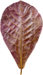 Premium Dried Indian Almond Catappa Leaves Tea Bag