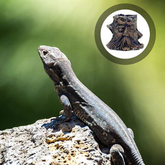 Reptile Food Bowl Water Bowl Imitating Natural Rock Resin Tortoise Food Containers Reptile Water Basins for Bath Horned Frogs Lizards Amphibians