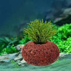 Aquarium Plant Anti-Floating Oval Rock – 6.5 × 3.5 cm