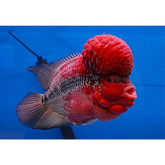 OKIKO Super FLOWERHORN Fish Food Red Head Mark Formula High Protein 100g
