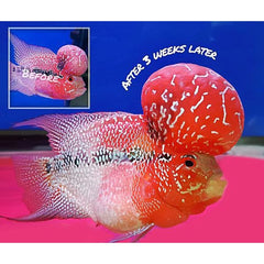 OKIKO Head Up Huncher High Protein & Calcium Floating Pellets