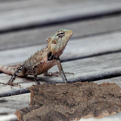 B&K Reptile Bark Gecko Backdrop Wooden Driftwood