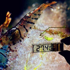 3D Perspective LCD Digital Thermometer Aquarium and Ambient