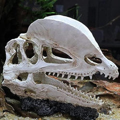 Dinosaur Skull Head Decor