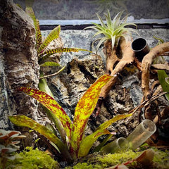 Natural Cork Bark Round for Reptile Terrarium Vivarium