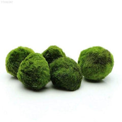 Aquarium Moss Balls, Miniature Live Plant