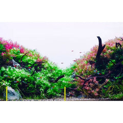 Dr. Tank Vibrant Nutrient 500ml