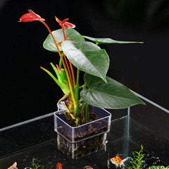 Hanging Aquatic Plant Holder 8x8x5.7cm