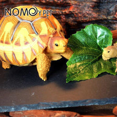 Turtle Reptile Rock Nail Grinding Plate