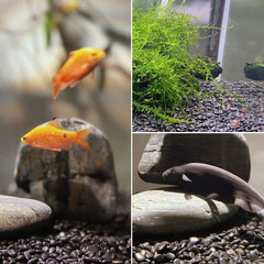 B&K Decorative Ornamental River Black Natural Stone 1Kg