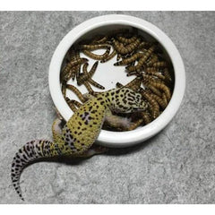 Smooth Ceramic Anti-Escape Worm Dish for Reptile Lizard Feeding Food Water Bowl