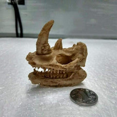 Aquarium Animal Skull Decor