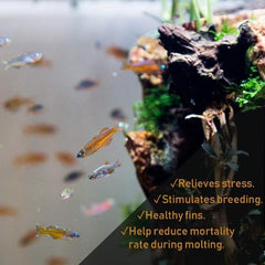 Premium Dried Indian Almond Catappa Leaves Tea Bag