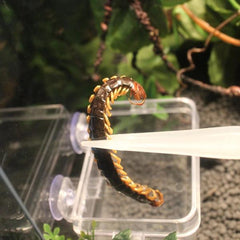 Special Glowing Reptile Tweezer 18cm