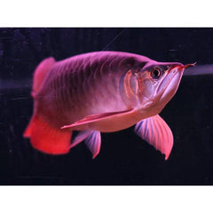 Pro Arowana Intense Color Fish Food AR-G2