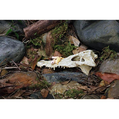 Crocodile Reptile Amphibian Skull Habitat Hide Premium Non-Toxic Resin for Aquariums & Terrariums