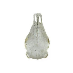 NOMOYPET Exotic Reptile Hide Landscape Skull Bone