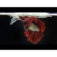 PETNANA Betta Fish Food 20g