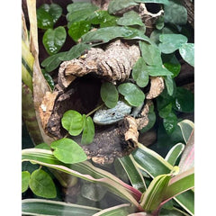 Natural Cork Bark Round for Reptile Terrarium Vivarium