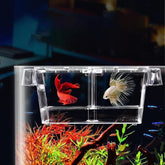 Breeding Box Hatchery