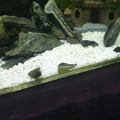 B&K Natural White Stone Fish Tank Landscape Bottom Aquarium (1Kg)