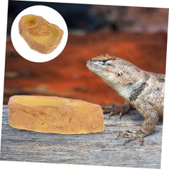 Reptile Feeding Basin Deep Food and Water Holder for Tortoise Lizard and Snake Safe Design