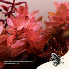The 2Hr Aquarist APT Jazz | Aquarium Plant Root Fertilizer