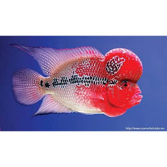 Ocean Free 100g XO Flowerhorn Fish Food