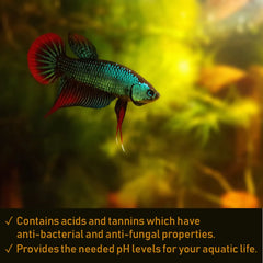 Premium Dried Indian Almond Catappa Leaves Tea Bag