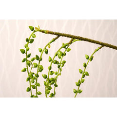 Jungle Vines Flexible Pet Habitat Decor, Perfect for Chameleons Snakes Lizards ST-01/ST-03/ ST-04