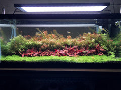 CHIHIROS WRGB II Series LED