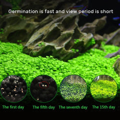 B&K Aquatic Plant Seeds 4 Types x 1000 pcs