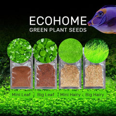 B&K Aquatic Plant Seeds 4 Types x 1000 pcs