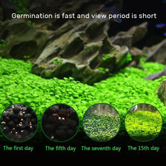 B&K Aquatic Plant Seeds 4 Types x 1000 pcs