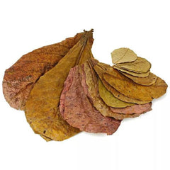 Dried 10Pcs Almond Leaves Indian Catappa Ketapang Shrimp Betta Fish Aquarium Care