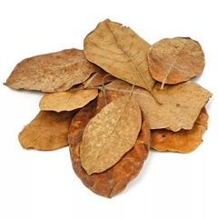 Dried 10Pcs Almond Leaves Indian Catappa Ketapang Shrimp Betta Fish Aquarium Care